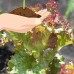 Leaf Lettuce Garden Seeds - Red Sails - 1 Oz - Non-GMO, Heirloom Vegetable Gardening & Microgreens Seed   565498614